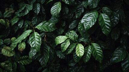 A landscape image featuring lush shiny coffee leaves densely layered creating a deep textured forest