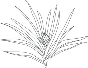 Fototapeta premium Coloring page with pineapple plant (Ananas comosus) with inflorescence and leaves isolated on white background 