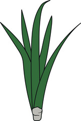 Fototapeta premium Young pineapple plant (Ananas comosus) with green leaves isolated on white background