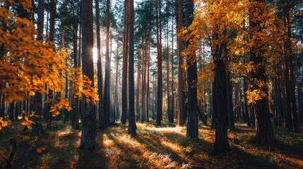 Fototapeta premium Serene Autumn Forest with Sunlight Streaming Through Tall Trees and Vibrant Orange Leaves Creating a Peaceful Nature Scene in the Woods
