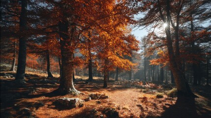 Obraz premium Serene Autumn Forest with Vibrant Orange Leaves Illuminated by Soft Sunlight in a Tranquil Natural Setting Ideal for Nature Lovers and Photographers