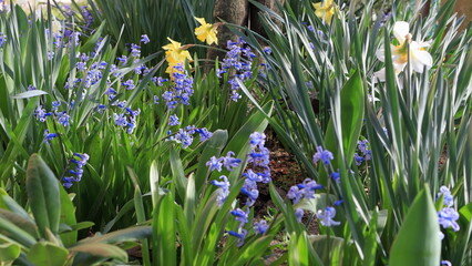 spring flowers on the garden