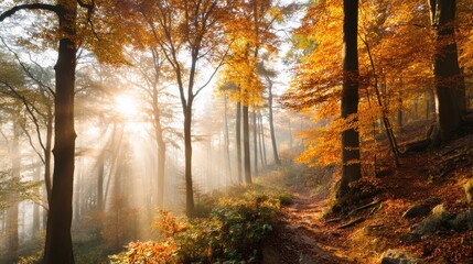Obraz premium Serene Autumn Forest with Golden Leaves and Sunlight Radiating Through Misty Air in Tranquil Wilderness Setting