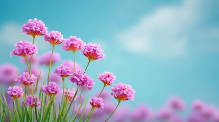 Fototapeta premium Beautiful Pink Flowers Blooming in Spring Under a Clear Blue Sky with Soft Clouds Capturing the Essence of Nature's Beauty and Tranquility