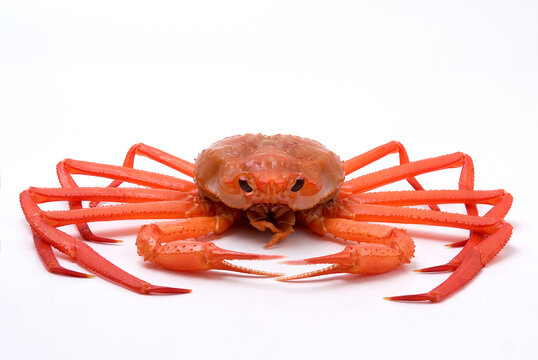 Fresh raw crabs as seafood
