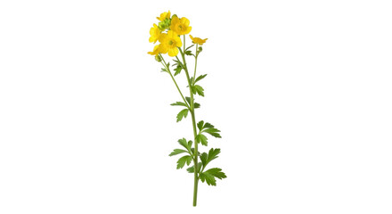 Isolated buttercup flower stem, a spring bloom with delicate yellow petals on its upright stalk