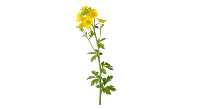 Isolated buttercup flower stem, a spring bloom with delicate yellow petals on its upright stalk