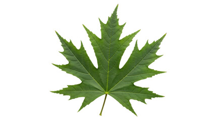 Isolated Green Maple Leaf with Pointed Lobes on Stem, Summer, Plant, Forest, Natural, Fall