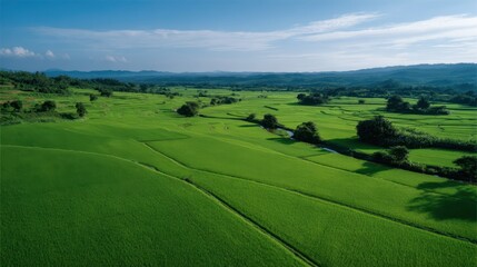 Aerial View of Organic Rice Plots in a Beautiful Sowing Sea at Sunrise