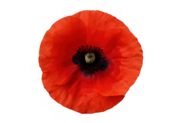 Red poppy flower representing remembrance, isolated on a transparent background for various design projects