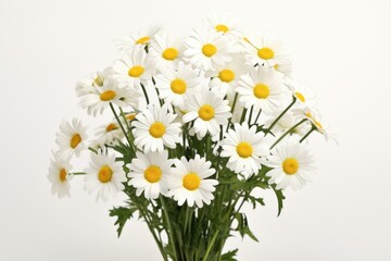 Fototapeta premium Flower daisy plant white.