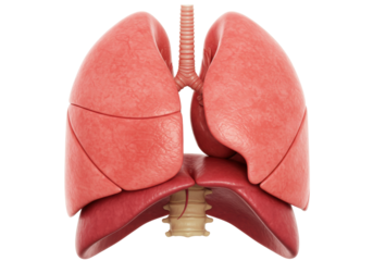 Isolated human lungs illustration showing the respiratory system airways anatomy for medical purposes