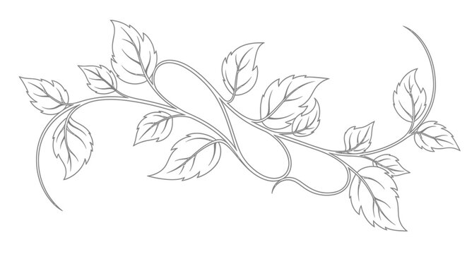 Botanical illustration of leaves and vines design element for decoration purpose