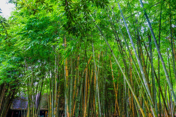 Many bamboo stalks and light beam,bamboo thick and green,bamboo forest with young Bamboos.