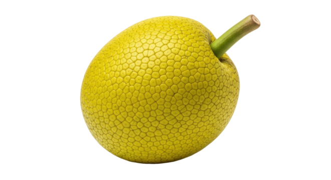 Isolated unripe jackfruit with rough green rind and stem ready for cutting and preparation