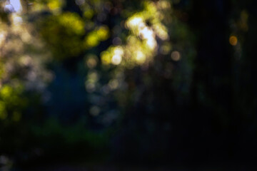 Natural light and colours of a blurred foliage background with bokeh 