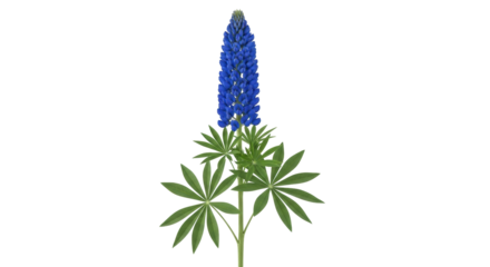 Isolated Lupine flower, blossom or bloom with blue petals and green leaves for spring or summer