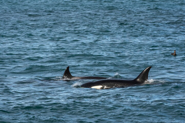 Naklejka premium Killer Whale, Orca, hunting a sea lion pup, Peninsula Valdes, Patagonia Argentina