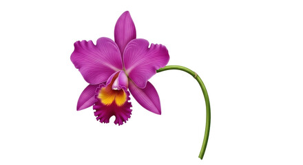 Isolated Cattleya orchid, a vibrant tropical flower with elegant petals, vibrant color © Solene