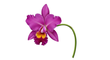 Isolated Cattleya orchid, a vibrant tropical flower with elegant petals, vibrant color