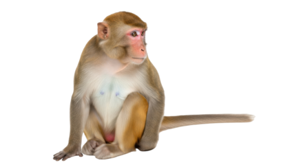 Isolated monkey sits erect looking to the side with expressive eyes and reddish skin, indoors