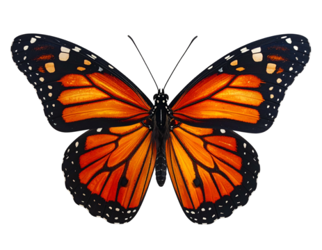 Vibrant orange and black butterfly with intricate wing patterns