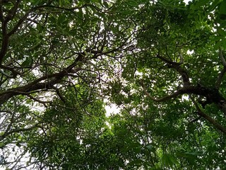 tree in the forest