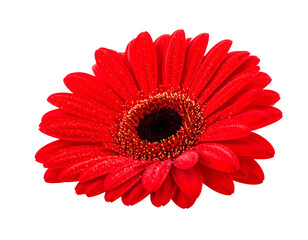 Vivid close-up of a vibrant red flower with a dark center against a black background