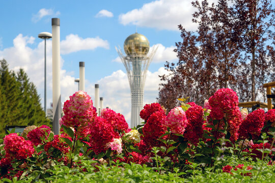 paniculata wim's red hydrangea and panicle red hydrangea Pink Shade. Baiterek Tower on sunny summer day. Futuristic style monument. Astana (Nur-Sultan), Kazakhstan - 08.20.25