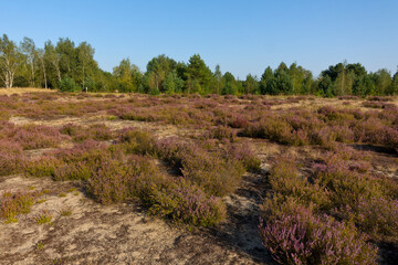 In der Lieberoser Heide auf dem ehemaligen Truppen&uuml;bungsplatz 