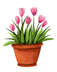 pink tulip in pot