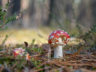 fly agaric mushroom