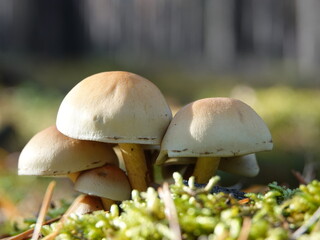 Mushrooms
