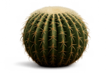 Golden barrel cactus growing in desert environment, round thorny succulent plant with transparent background