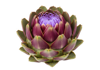 Isolated whole violet artichoke flower head with overlapping bracts against a solid backdrop