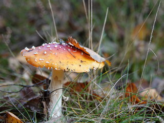 fly agaric mushroom