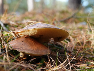Mushrooms