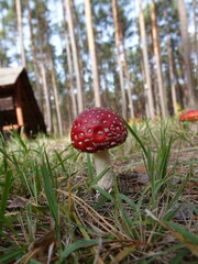 fly agaric mushroom