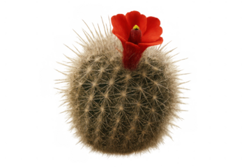 Round cactus mammillaria growing a vibrant red flower with yellow stamen on transparent background