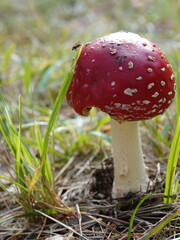 fly agaric mushroom