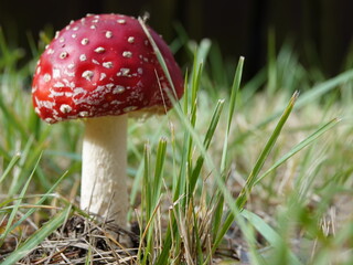 fly agaric mushroom