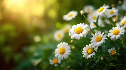 Beautiful white daisies blooming in a sunlit meadow showcasing vibrant colors and delicate petals surrounded by lush green foliage.