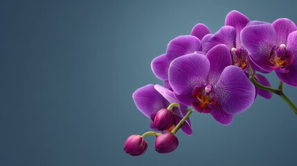 Naklejka premium Beautiful Purple Orchid Flowers on a Soft Blue Background with Delicate Buds and Elegant Petals for Nature and Floral Design Inspiration