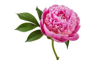 Isolated pink peony flower, lush bloom and leaves, in full bloom, beauty of nature