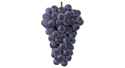Isolated bunch of dark blue grapes with a short green stem, fresh sweet table grapes