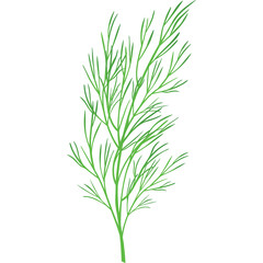 A Vibrant Green Dill Herb Sprig With Delicate Feathery Leaves Against A Clean White Background Detailed Botanical Illustration For Culinary Or Health Uses
