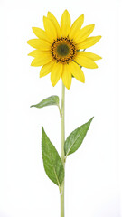 Fototapeta premium Bright Yellow False Sunflower (Heliopsis) Isolated on White