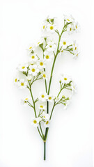 Delicate Baby's Breath (Gypsophila) Branch Isolated on a White Background