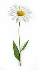 Classic White Shasta Daisy (Leucanthemum) Isolated on White