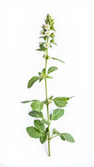 Purple Nepeta (Catmint) Flowers Isolated on a White Studio Background